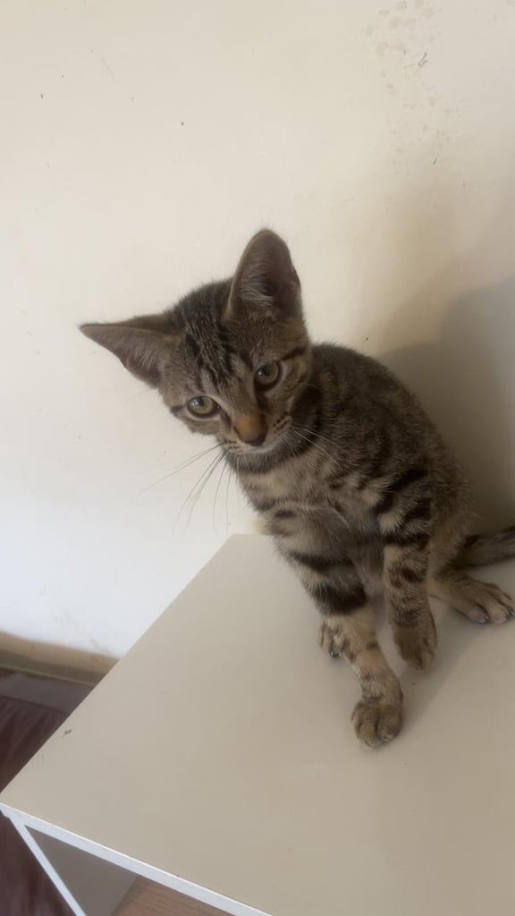 image for Kittens for sale BENGAL X TABBY