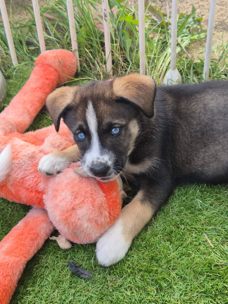 Husky mix puppies - 4 girls left! 