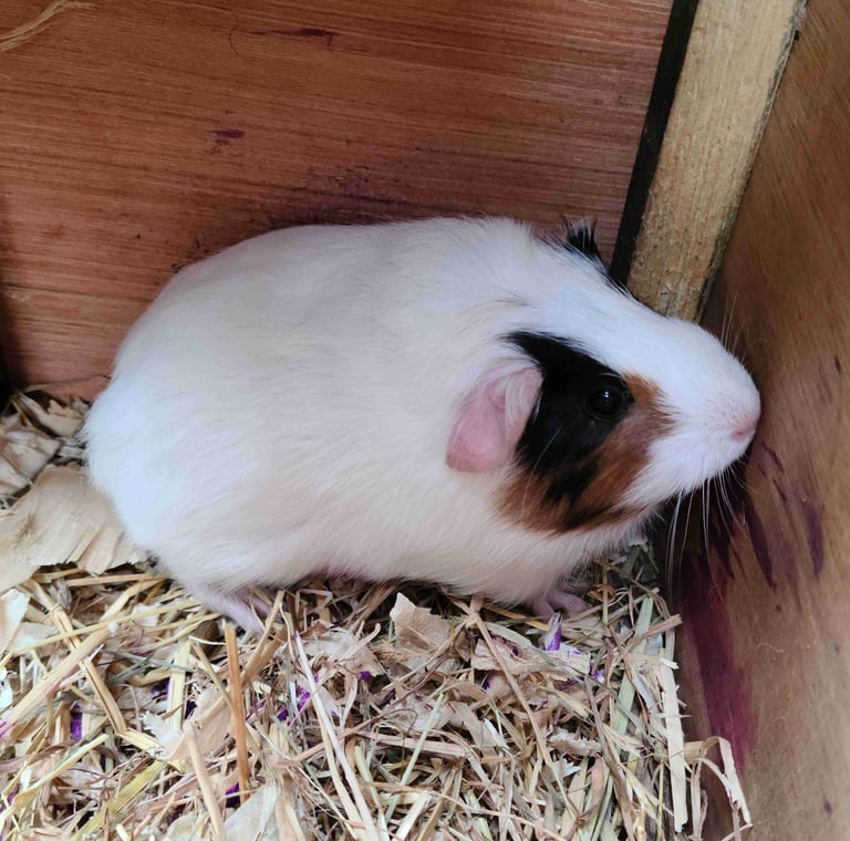 image for Guinea Pigs (Female)