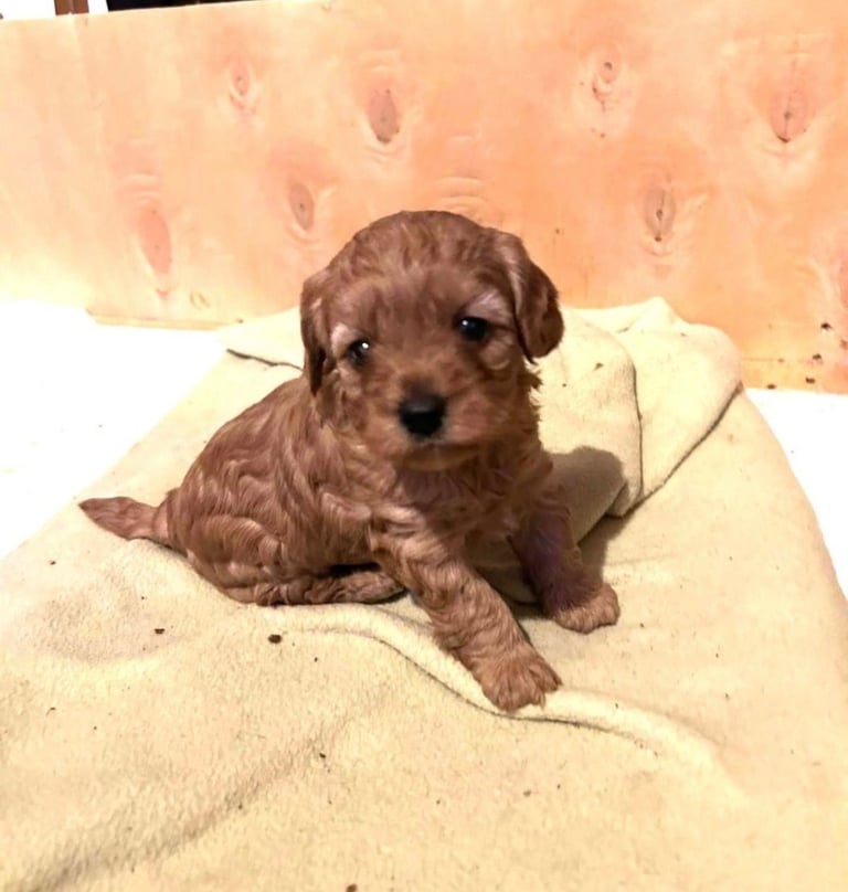 Cute Cavapoo Puppy Girl 