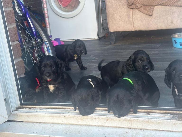 Beautiful cocker spaniels 