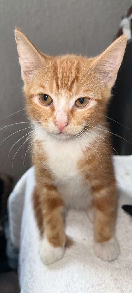 2 GINGER MALES LEFT ‼️‼️