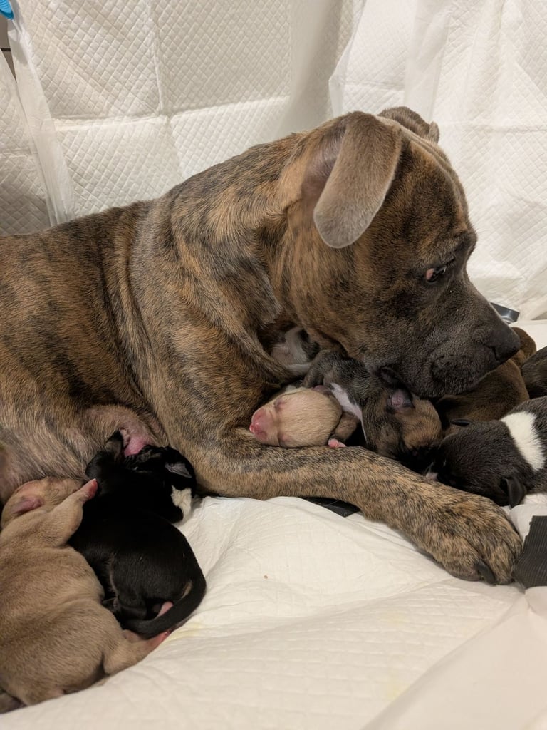 Staffy X pocket bully puppies