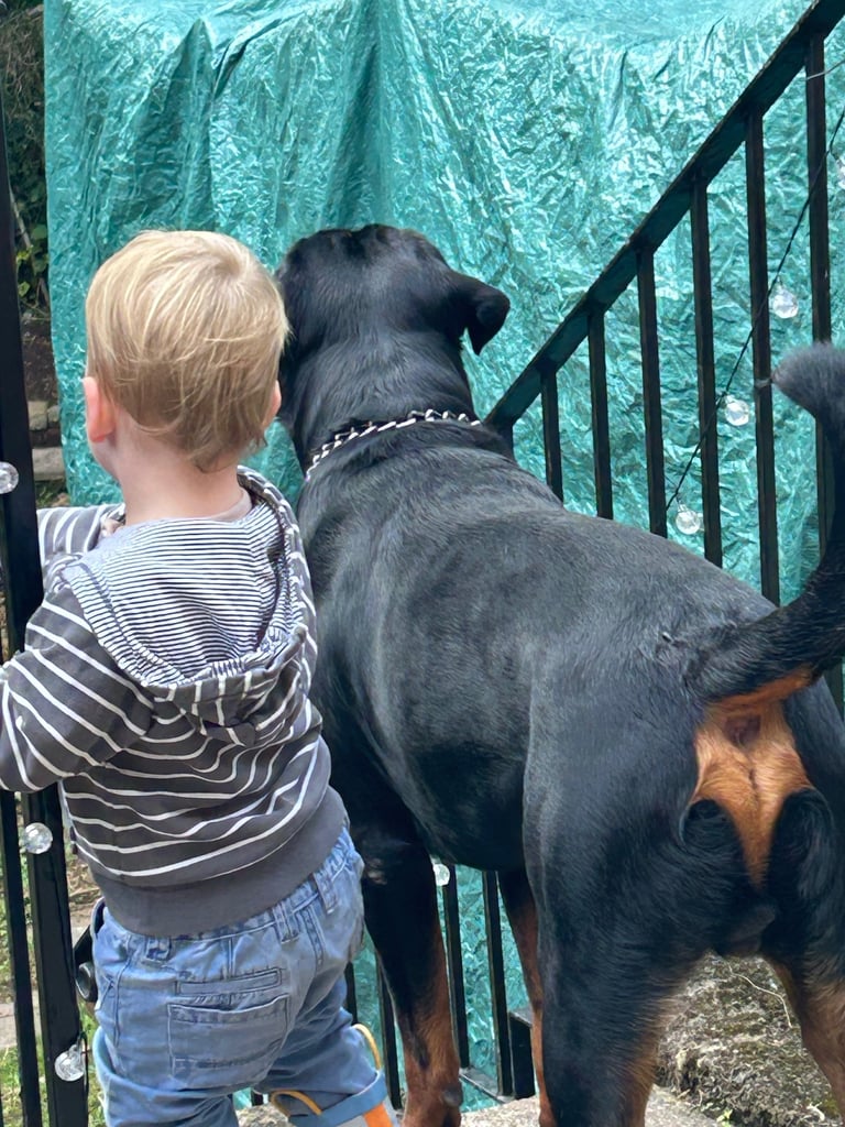 Rusty the Rottweiler 