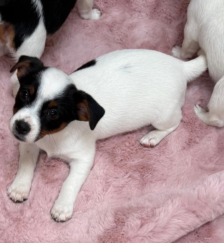 Traditional Miniature Jack Russell Puppies!