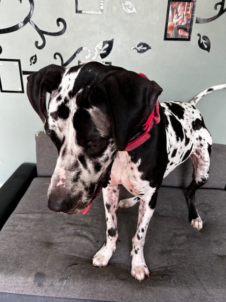 3 year old Great Dane