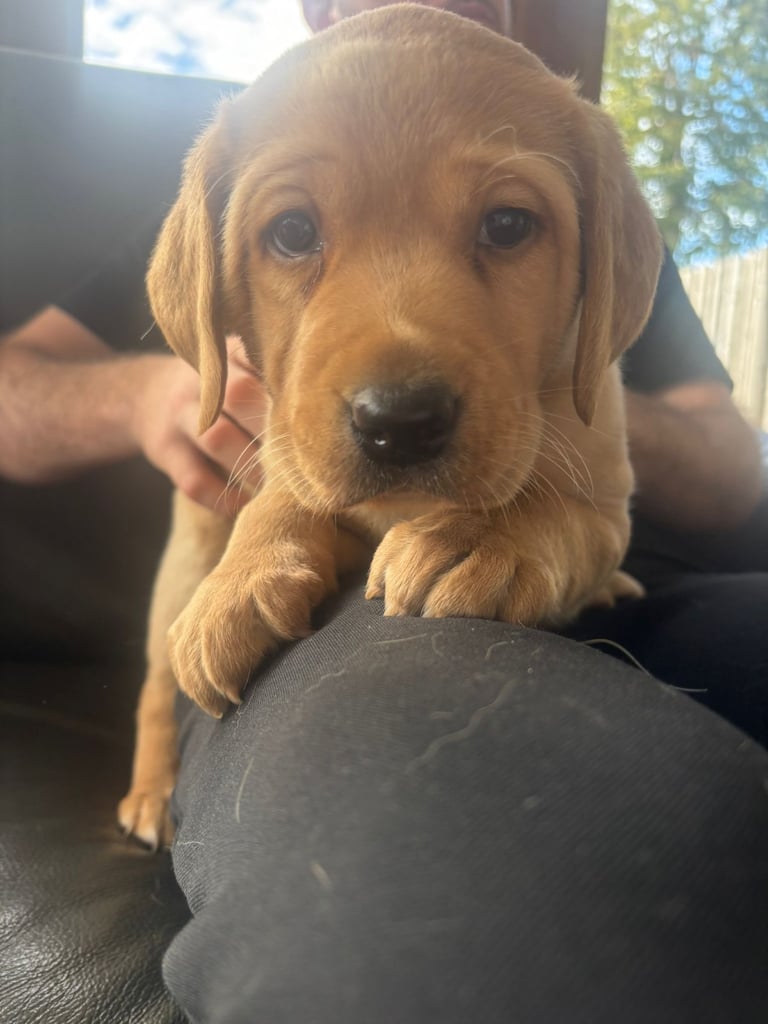 Beautiful Fox Red Puppy