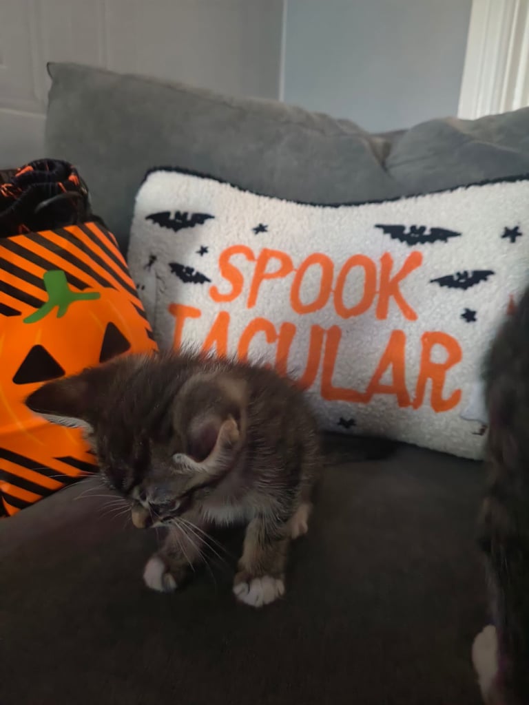 Kittens
