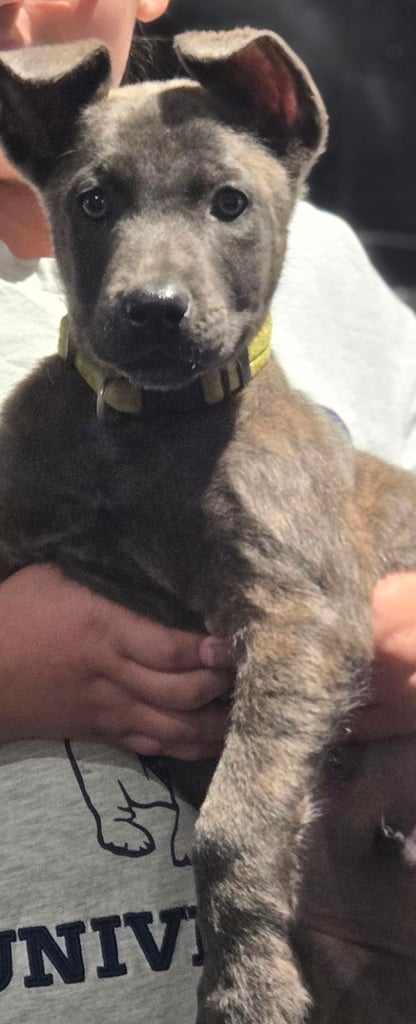 Dutch shepherd