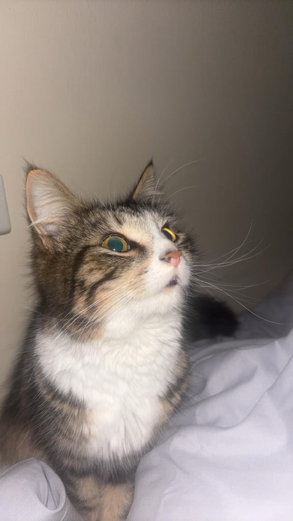 image for  British longhair cat