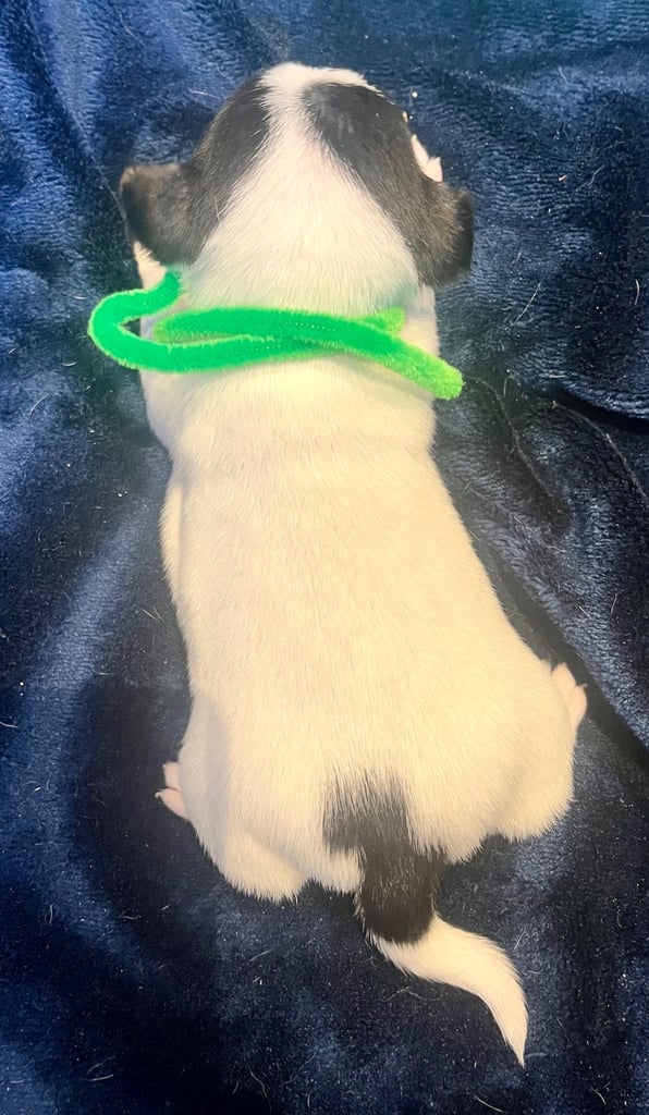 First litter of 7 Jack Russel puppies