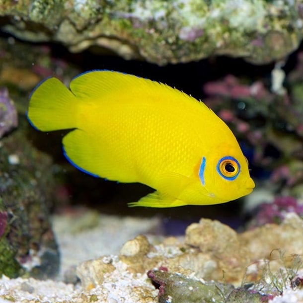 image for Lemon Peel Dwarf Angelfish 