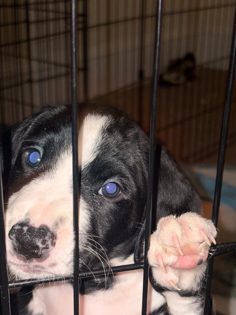 Cocker/bull terrier 