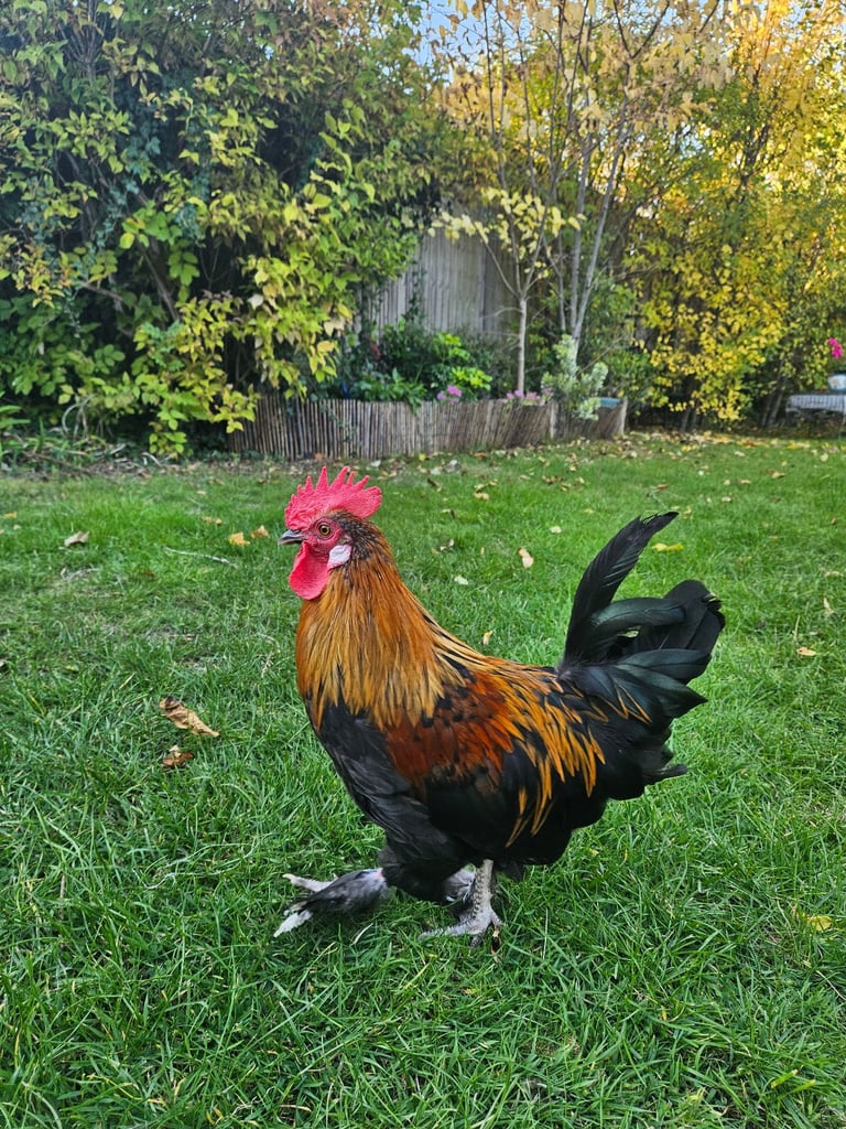 image for Gorgeous Young & Healthy Rooster 