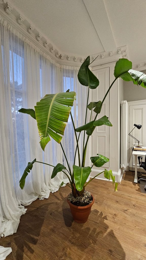 Giant Bird of Paradise Plant