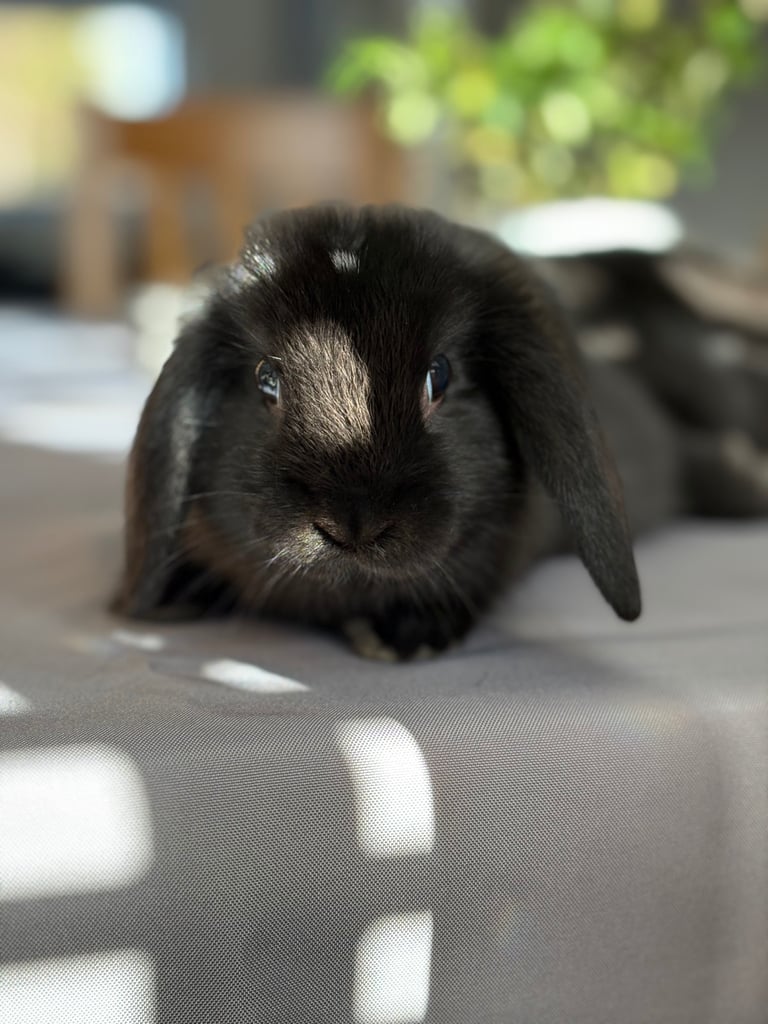 image for Pure mini lops