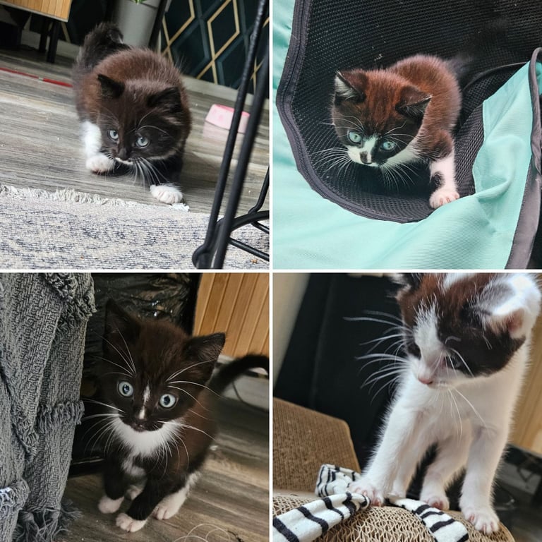 image for Kittens ready to new home