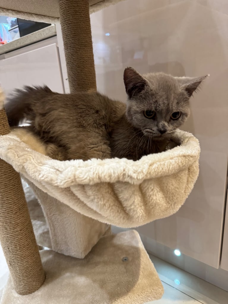 British short hair kittens 