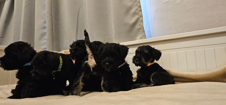 Miniature Schnauzer Puppies - 7 Adorable Girsl waiting for a loving forever homes. 