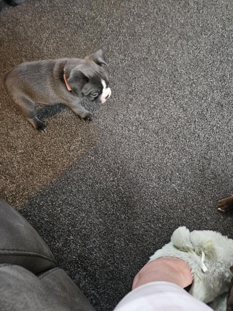 Frenchton pups