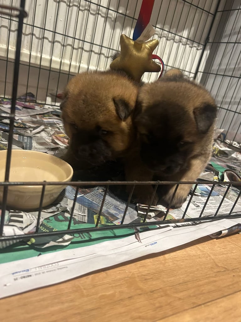 Chow chow cross Akita puppies 