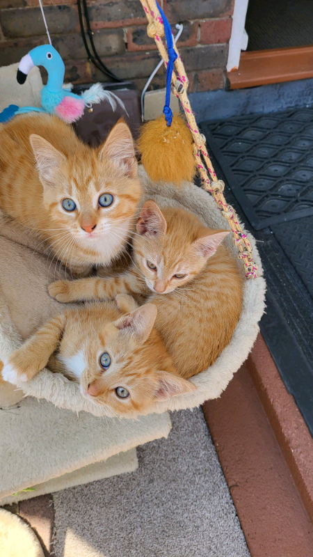 Adorable ginger kittens 