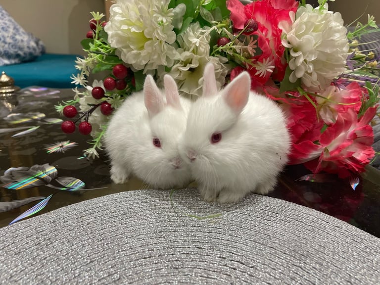 Netherland Dwarf Bunnies 