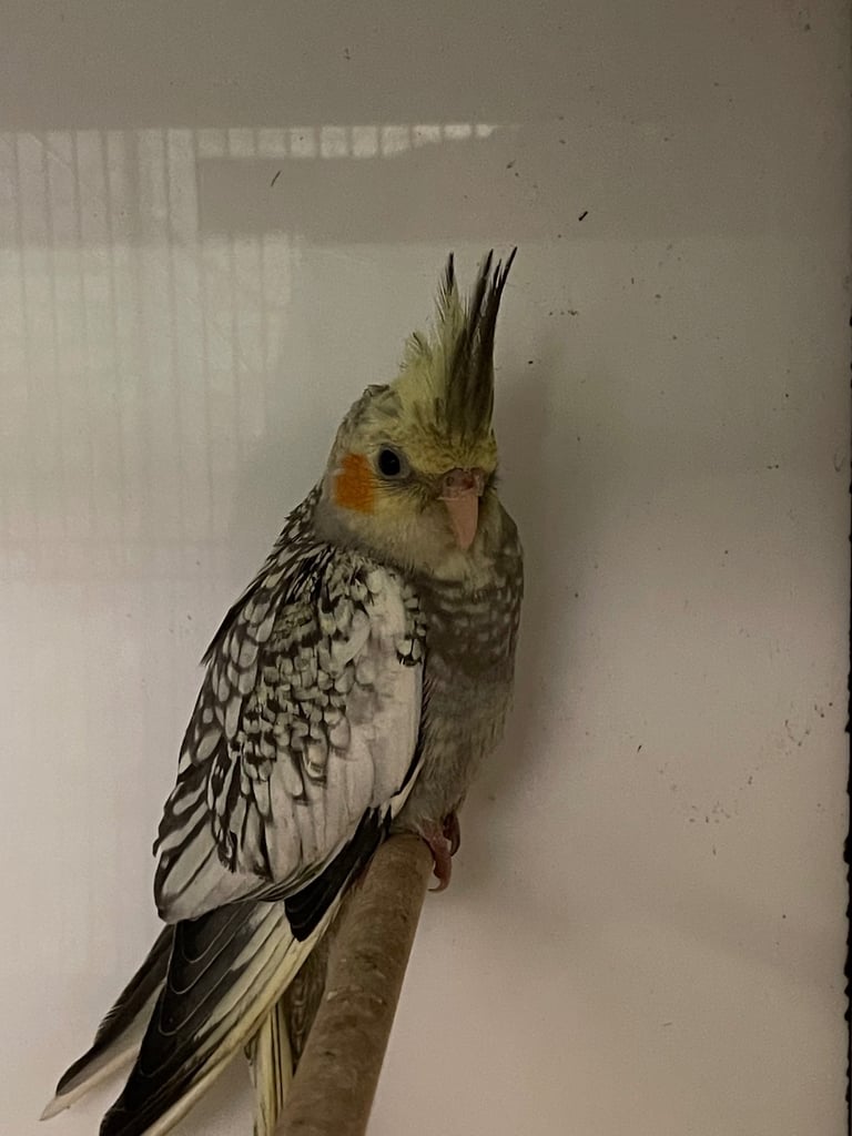Pearl Cockatiel
