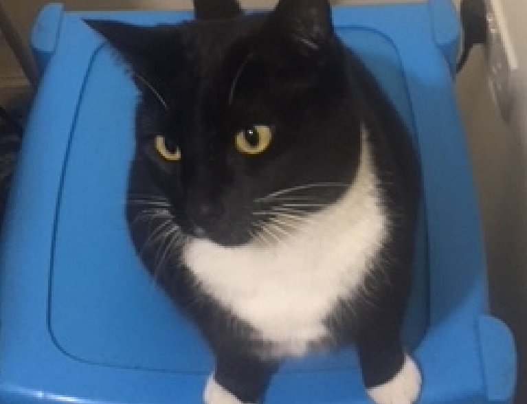 Adorable Cat to be Rehomed 