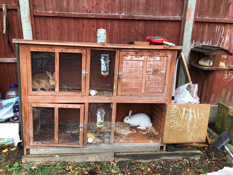 Male and female rabbits 