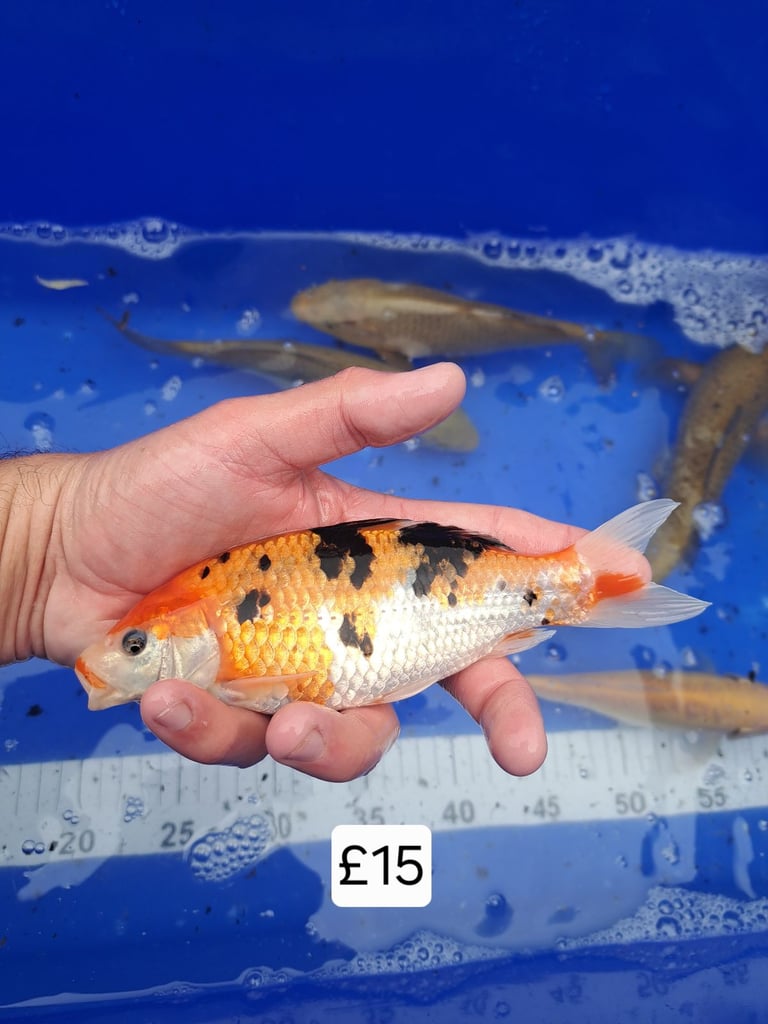 Koi for sale
