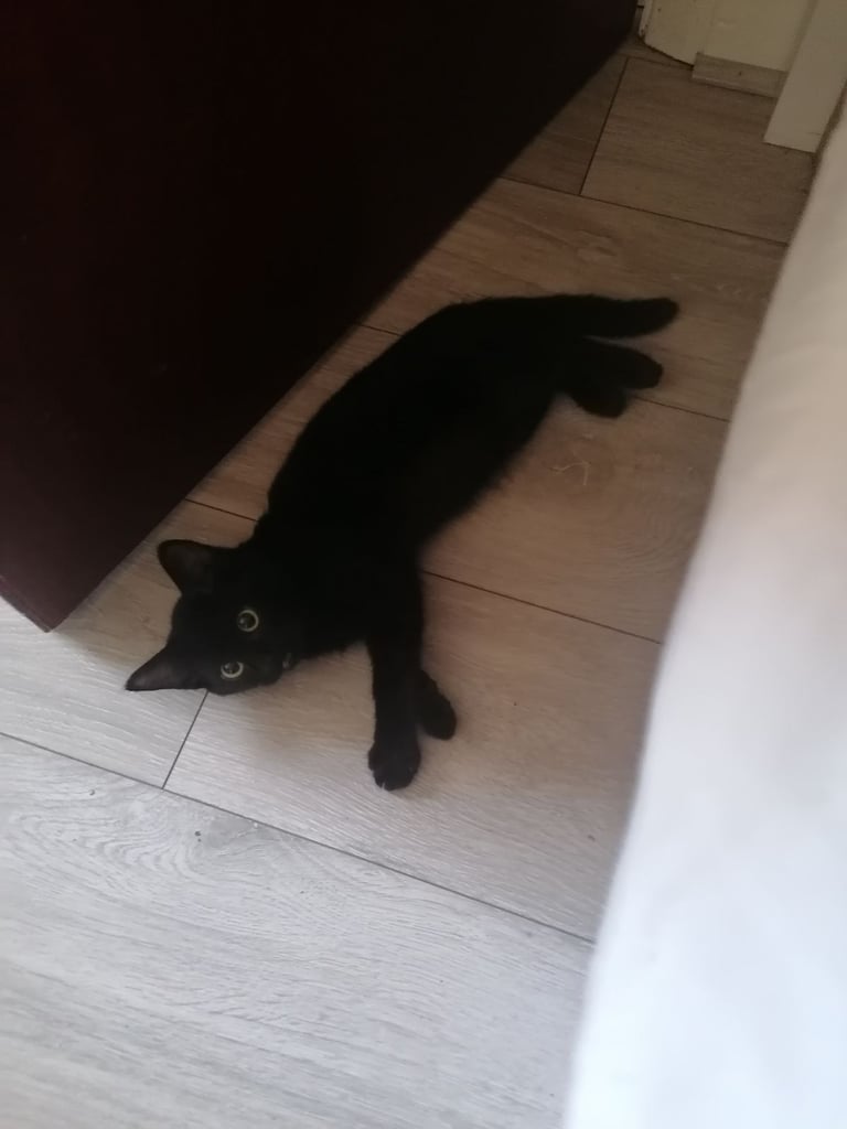 Syberian cat girl