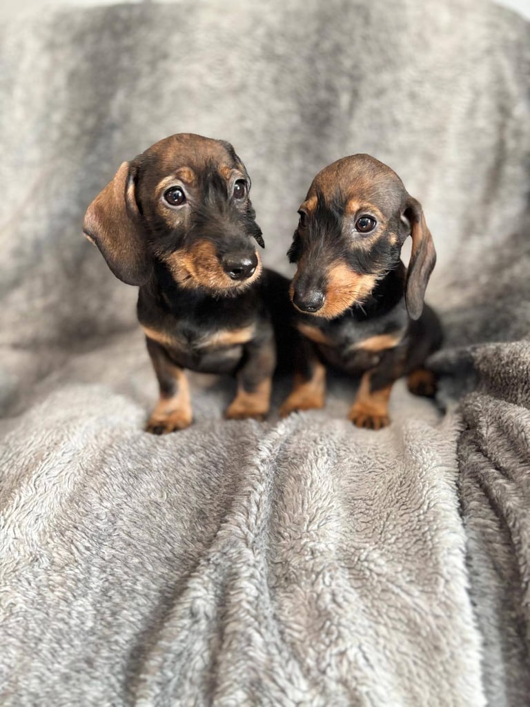 Dachshund Girls Ready Now Fully Vaccinated 