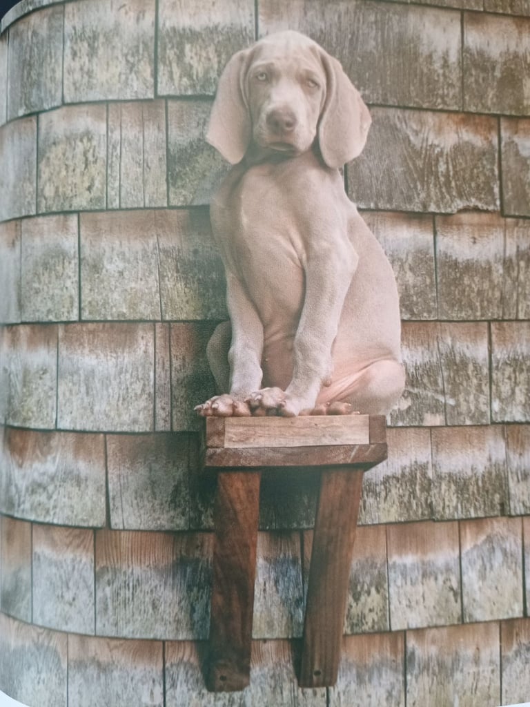 William Wegman - Weimaraner dog books