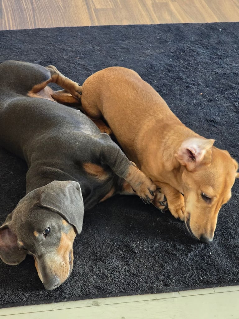 Cream minature dachsund male