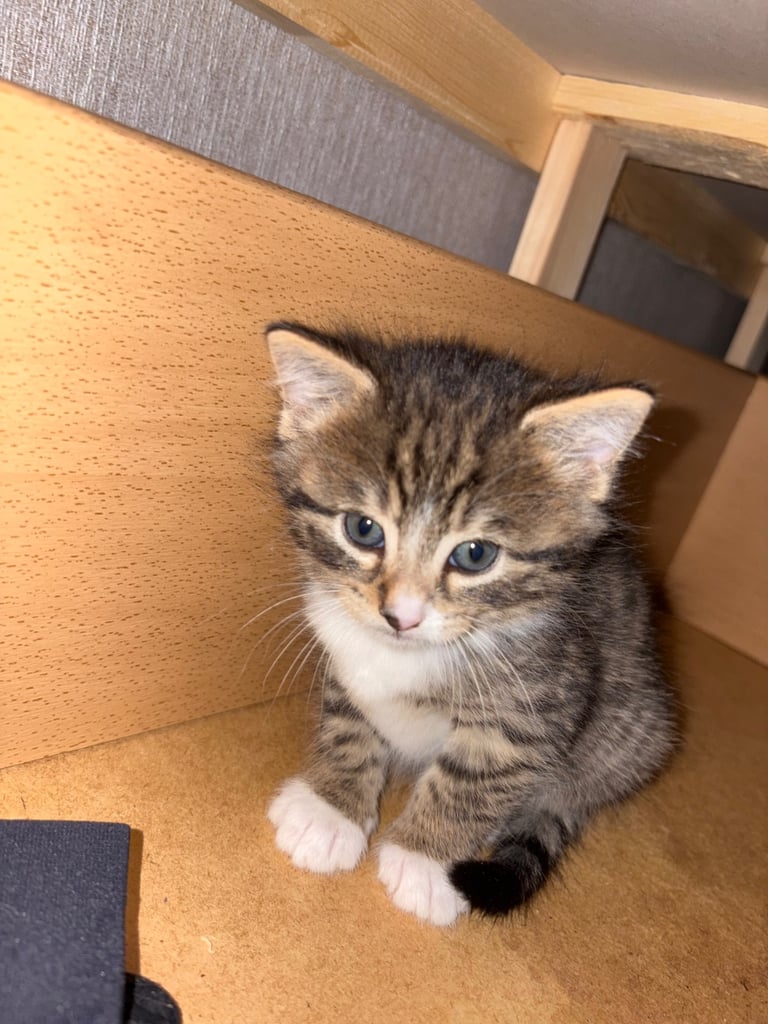 1 LEFT!🩷 Siberian x British shorthair kittens 🐱 
