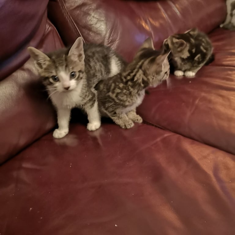 4 lovely kittens for sale 