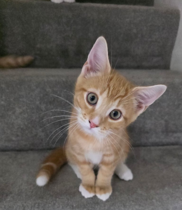 Mainecoon Cross Kittens (READY TO GO)