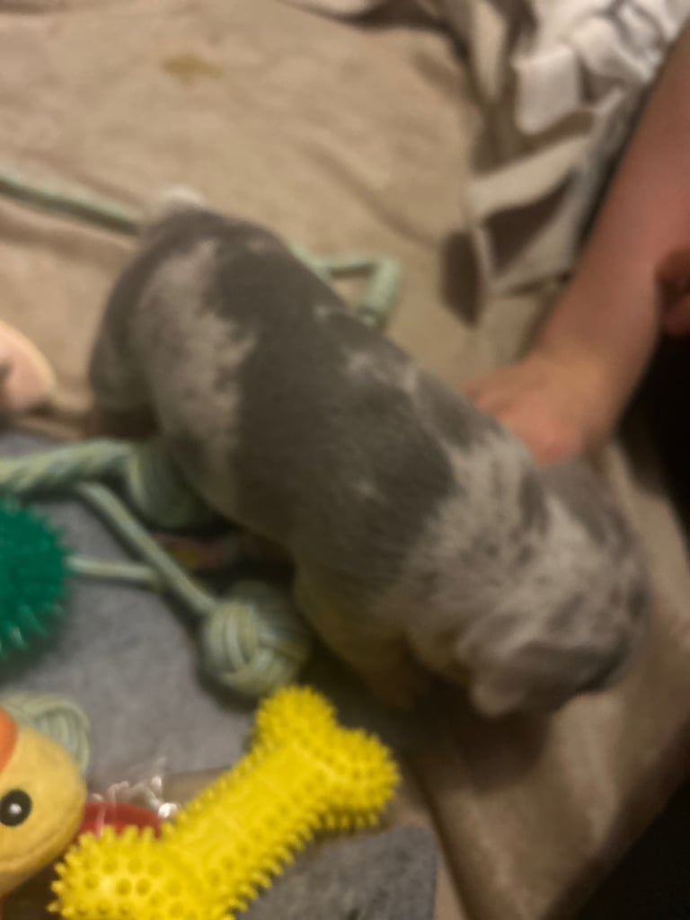 French bulldog puppies