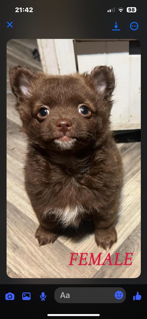 Gorgeous pomeranian puppies