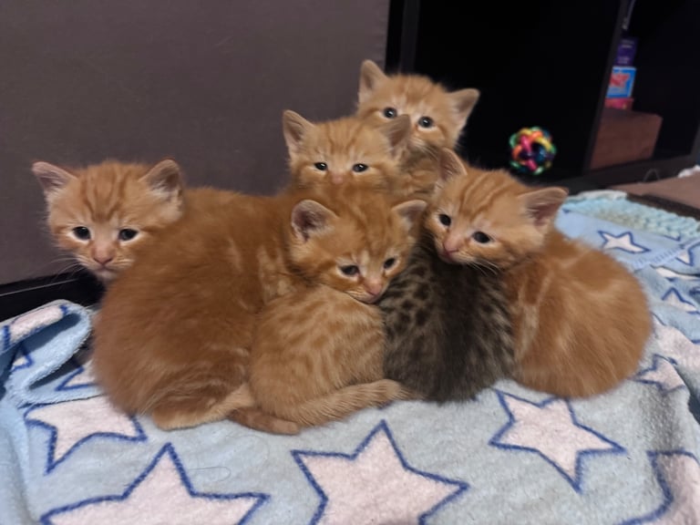Gorgeous affectionate fluffy kittens 