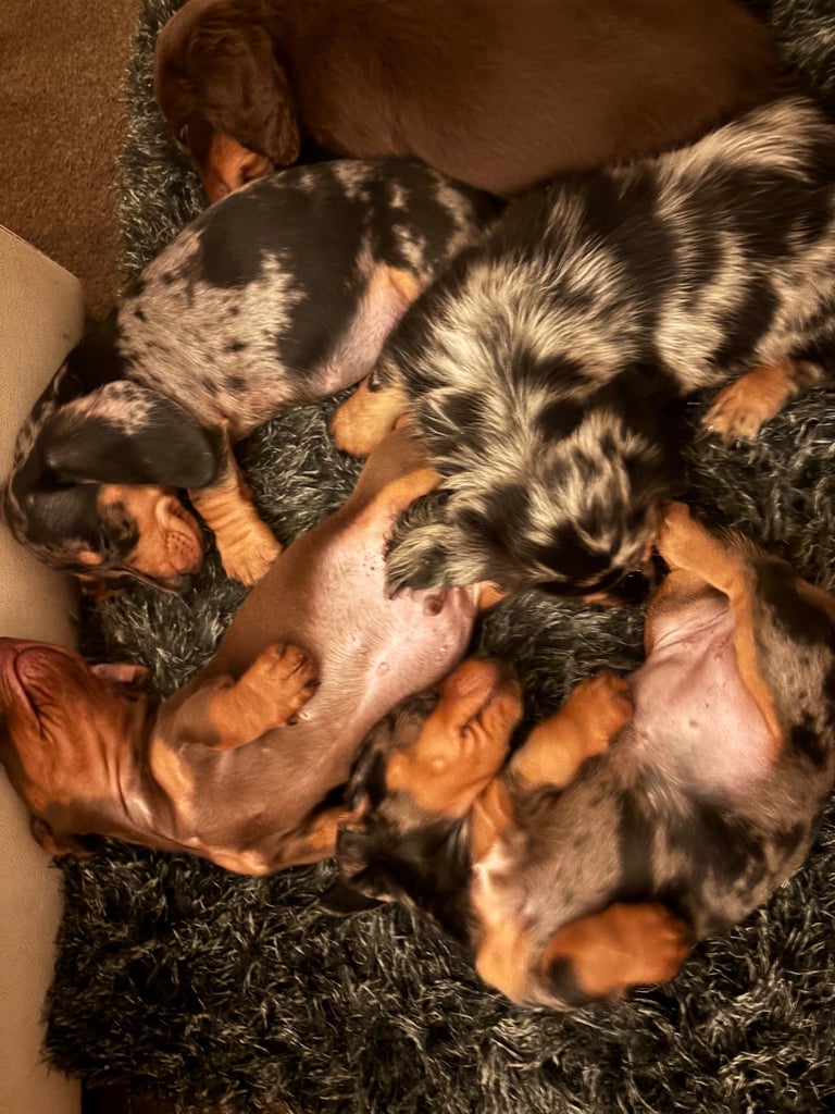 Stunning Miniature dachshund puppies