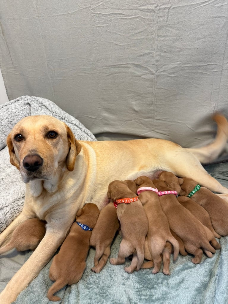 image for Beautiful Litter of 11 Labradors