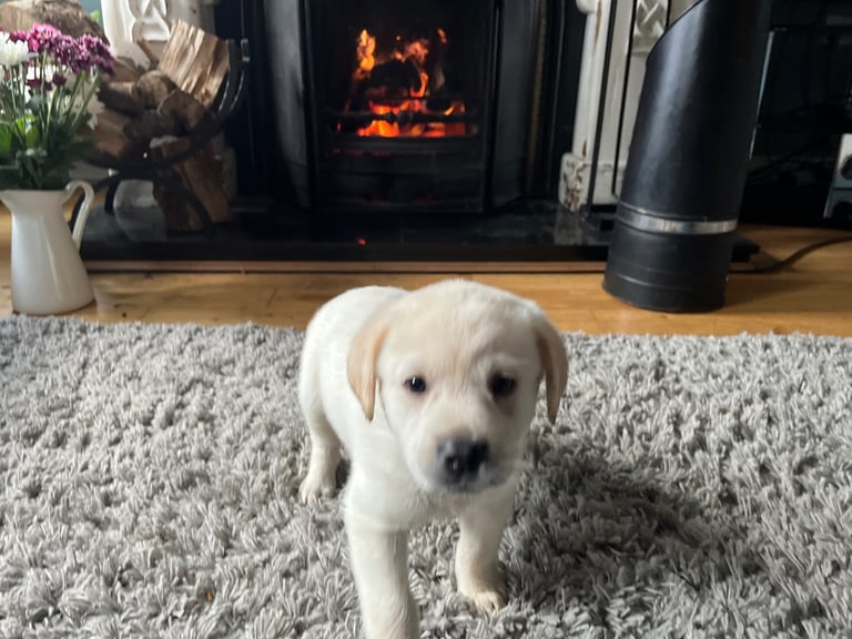 image for Labrador pups £450