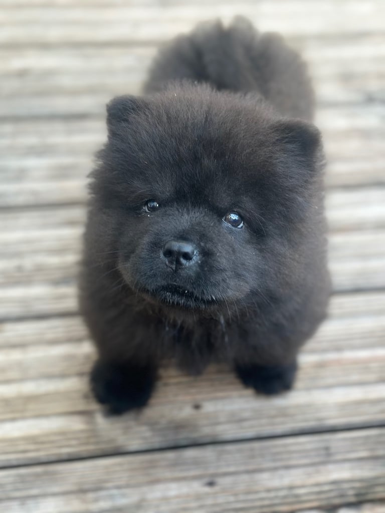 Chow chow puppy