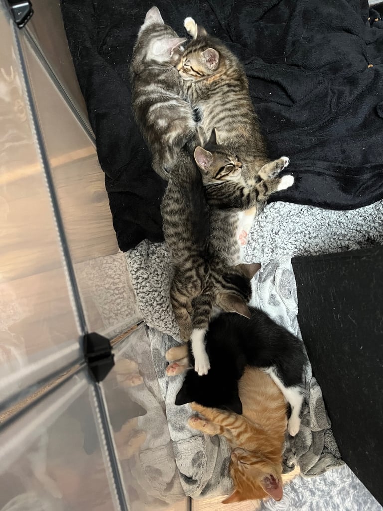 5 tabby kittens for sale 