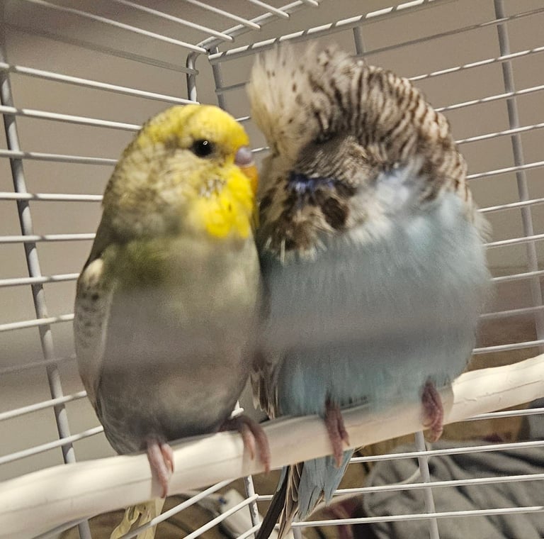 image for Budgies for sale 2025