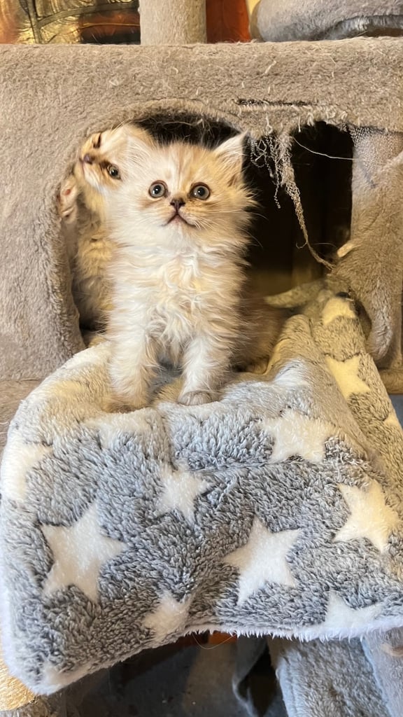 Ready to go Persian kittens 