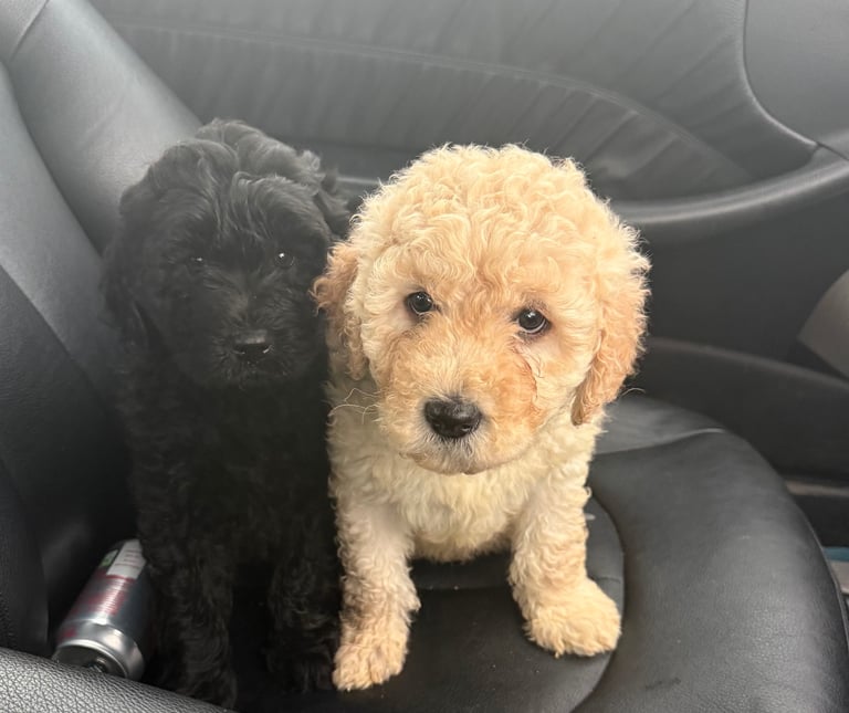Minature Goldendoodles 