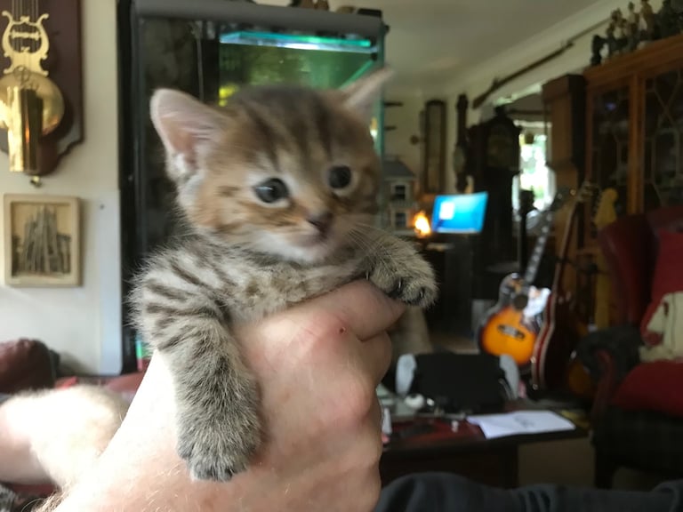 2 Beautiful Fluffy Tabby Kittens for sale
